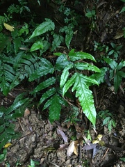 Tectaria phaeocaulis