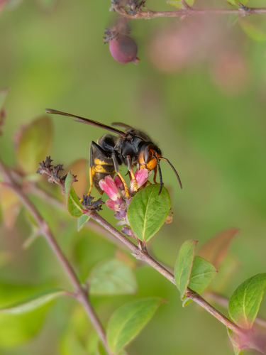 Vespa velutina