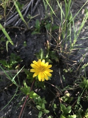 Sphagneticola trilobata