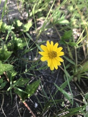 Sphagneticola trilobata