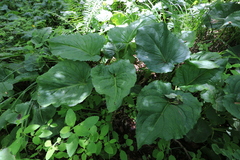 Symplocarpus renifolius