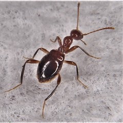 Acanthinus argentinus