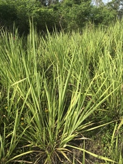 Imperata cylindrica