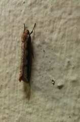 Leptocroca sanguinolenta