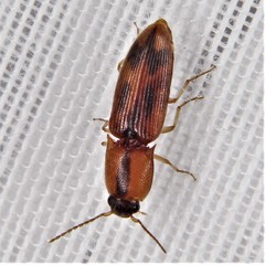 Aeolus scutellatus