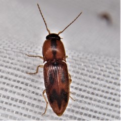 Aeolus scutellatus