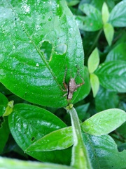 Cardiodactylus guttulus