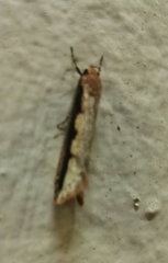 Leptocroca sanguinolenta