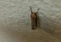 Leptocroca sanguinolenta