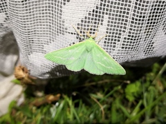 Thetidia smaragdaria