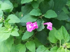 Scutellaria seleriana