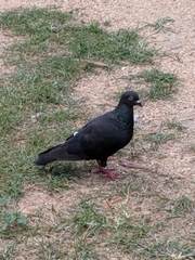 Columba livia domestica