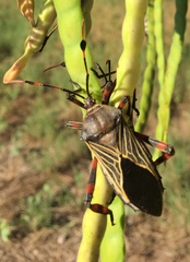 Pachylis neocalifornicus