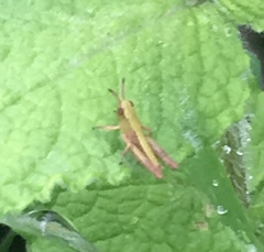 Pseudochorthippus parallelus