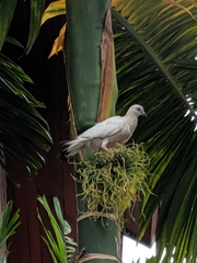 Columba livia domestica