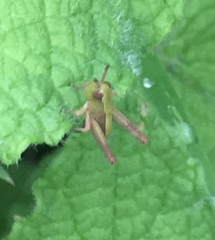 Pseudochorthippus parallelus