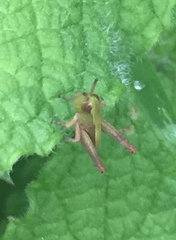 Pseudochorthippus parallelus