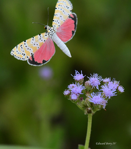 Ornate Bella Moth