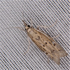 Fissicrambus profanellus