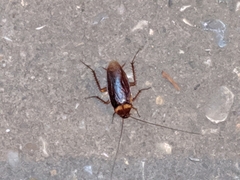 Periplaneta americana