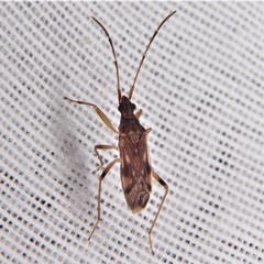 Ozophora salsaverdeae