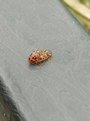 Anisosticta novemdecimpunctata