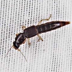 Pinophilus
