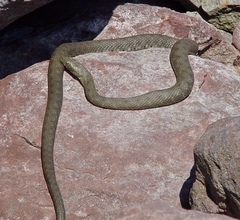 Natrix tessellata
