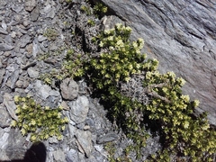 Galium megalospermum