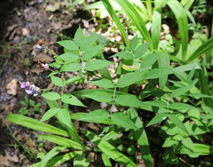 Vicia ramuliflora