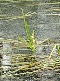 Sparganium emersum iNat (2)