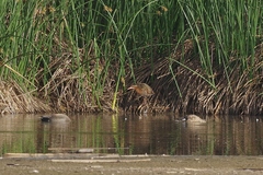 Rallus obsoletus levipes