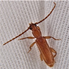 Smodicum cucujiforme