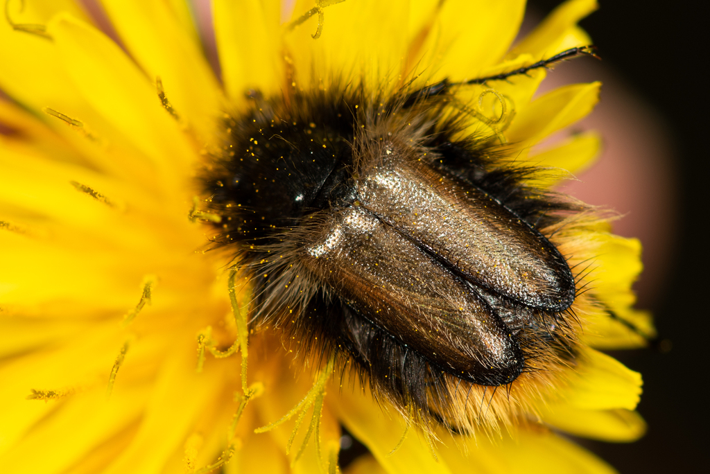 Eulasia chrysopyga