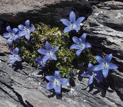 Campanula cenisia