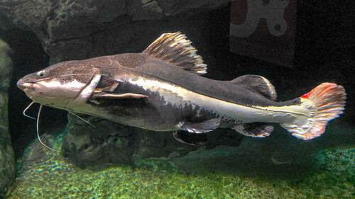 Red Tail Catfish