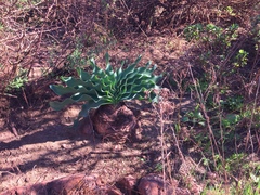 Boophone haemanthoides