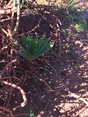 Boophone haemanthoides