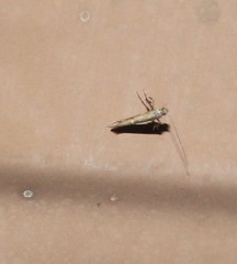 Caloptilia triadicae