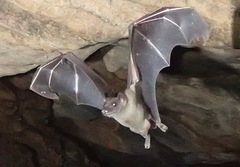 Rousettus aegyptiacus