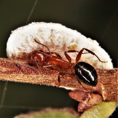 Camponotus discolor