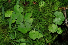 Hydrocotyle hirta