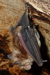 Rhinolophidae