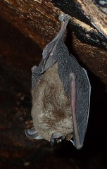 Rhinolophidae