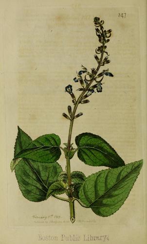 bitter Mexican sage