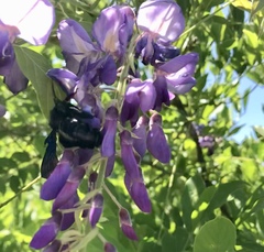 Xylocopa