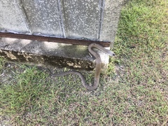 Cubophis cantherigerus