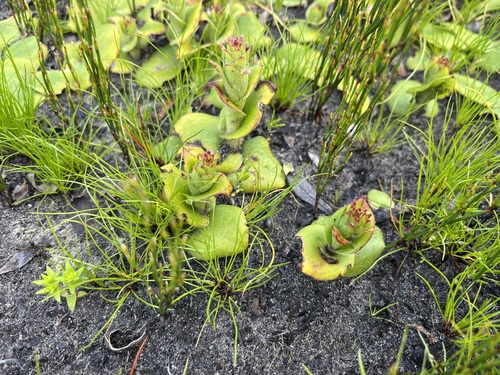 Image of Satyrium emarcidum by (c) Charleen Brunke, some rights reserved (CC BY)