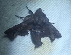 Penicillaria maculata