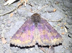 Hypersypnoides punctosa